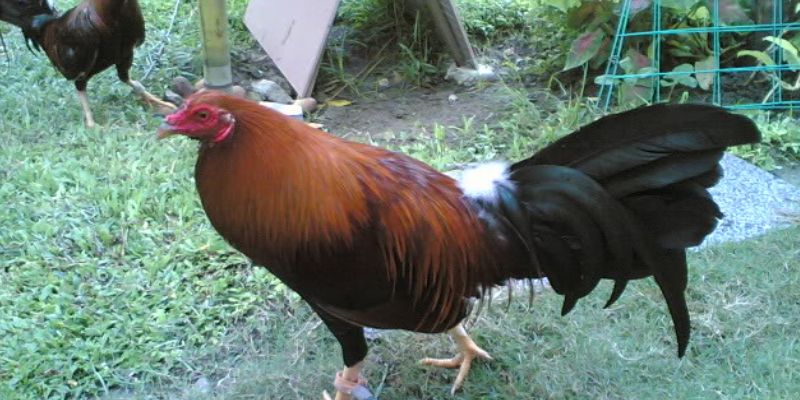 Gà Butcher - Chiến Kê Huyền Thoại Với Sức Mạnh, Bản Lĩnh 3 Điểm mạnh vượt trội của chiến kê Butcher trong giới gà đá